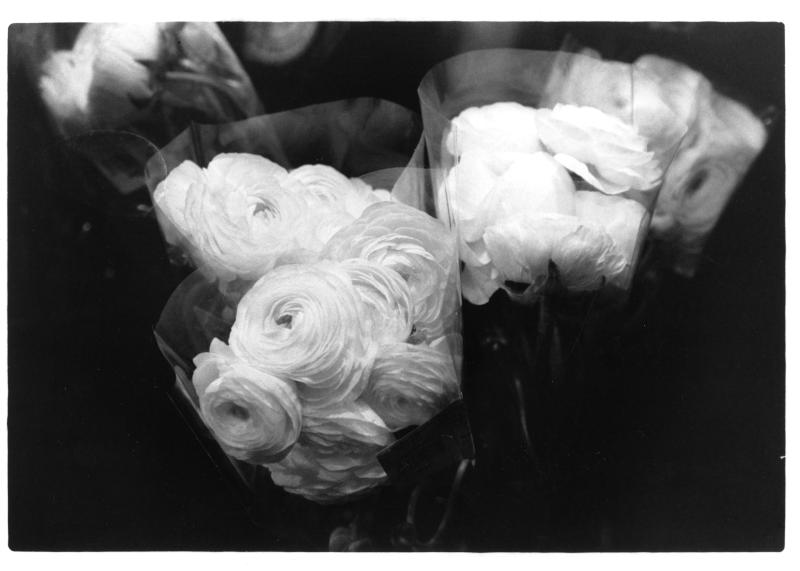 A black and white photo of roses