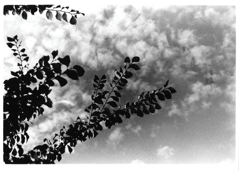 A black and white photo of a tree branch