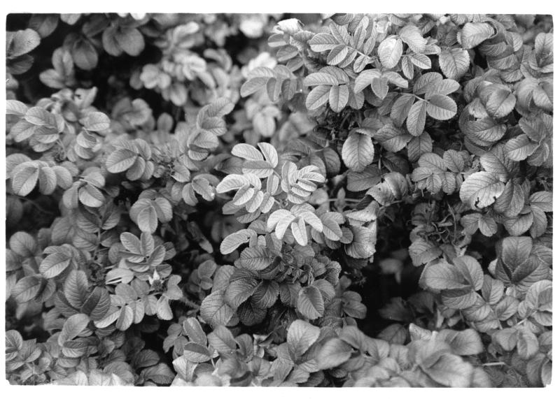 A black and white photo of leaves