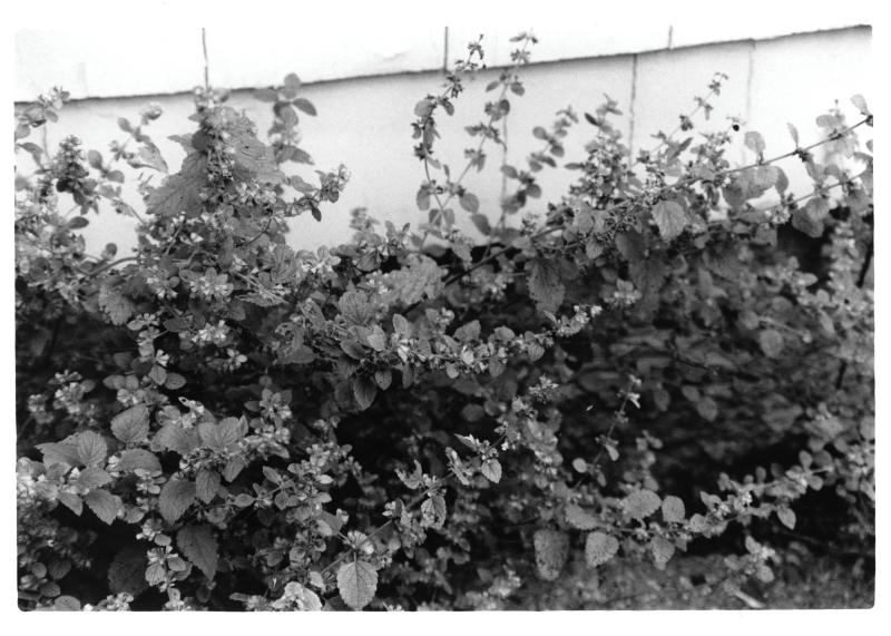 A black and white photo of bushes
